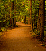 Dirt path through the forest.