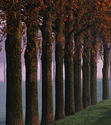 Nine tall trees in a row.