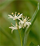 White flowers