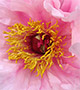 Pink peony