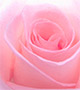 Pink rose