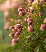 Small pink flowers in a meadow.