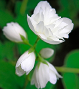 White jasmine flowers and green leaves.