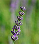 Lavender flowers