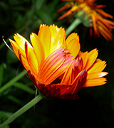 Bright yellow-orange flower.