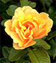 Yellow rose