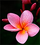 Pink plumeria