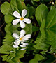 White plumeria