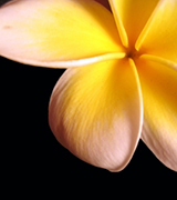 Yellow plumeria closeup.