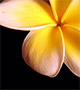 Yellow plumeria