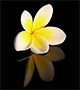 Yellow plumeria with reflection