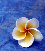 White plumeria in shallow blue water.