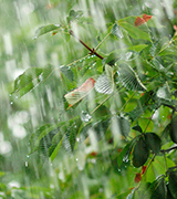 Rain falling in the forest.