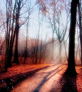 Sunbeam shining through dark trees.