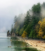 Misty trees near the water.