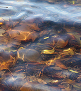 Stream water flowing over smooth stones.