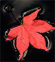 Red leaf