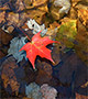 Red leaf