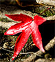 Red leaf