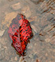 Red leaf