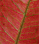 Red leaf