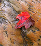 Red leaf