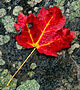 Red leaf