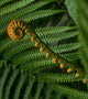 Uncurling fern