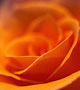 Orange rose