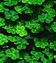 Green clover