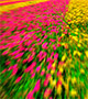 Blurred tulips