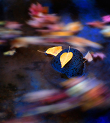 Blurred leaves in a deep blue stream.