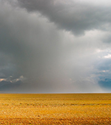 Dark rainstorm over golden fields.