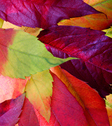 Photo of multi-colored fall leaves.