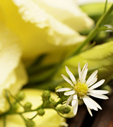 Wedding bouquet with a white daisy.