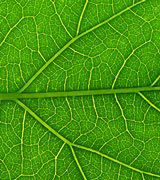 Close up photo of a bright green leaf.