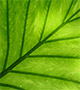 Green leaf