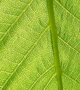 Close up photo of a bright green leaf.