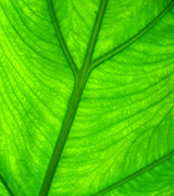 Close up photo of a bright green leaf.