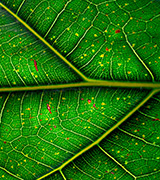 Close up photo of a bright green leaf.