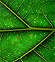 Green leaf