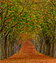 Autumn path