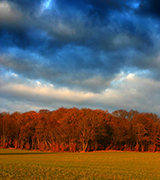 Vivid trees beneath dark blue clouds.