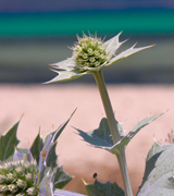 Thorny beach thistle.