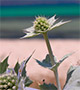 Pale beach thistle