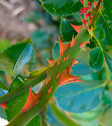 Rose thorns and leaves.