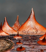 Thick brown thorns pointing upwards.