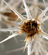 Pale dry thorny thistle.