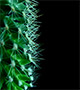 Cactus spines