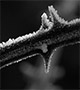 Frozen thorns